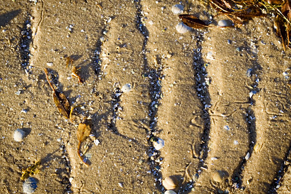 crab trails