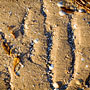 crab trails