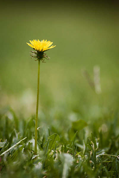 yellow Taraxacum flower