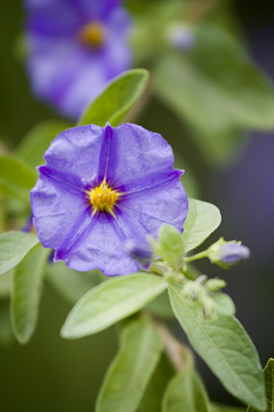 purple