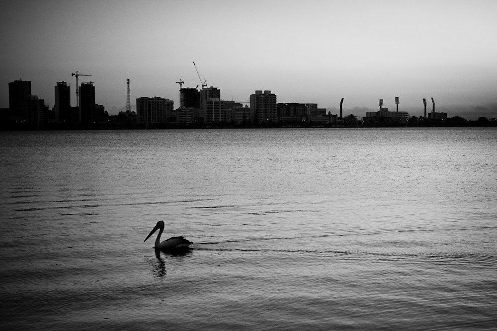 lonely pelican