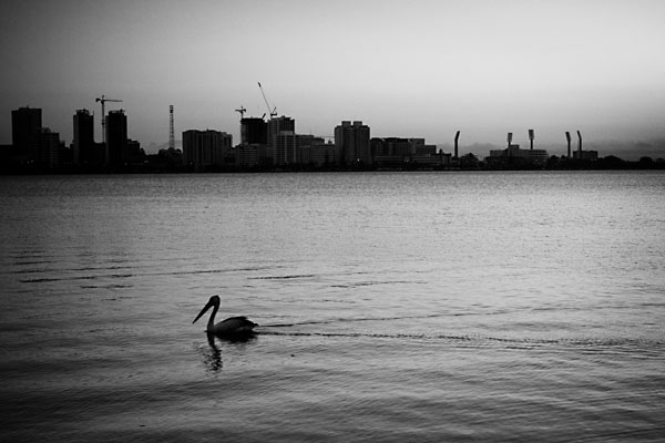 lonely pelican
