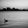 lonely pelican
