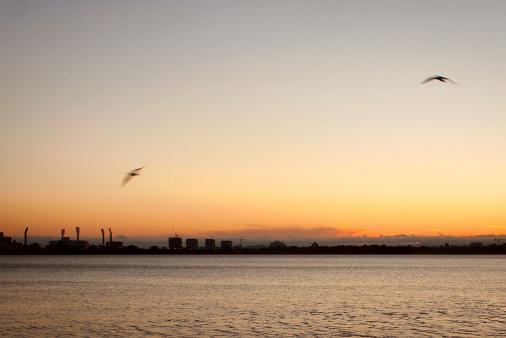 birds