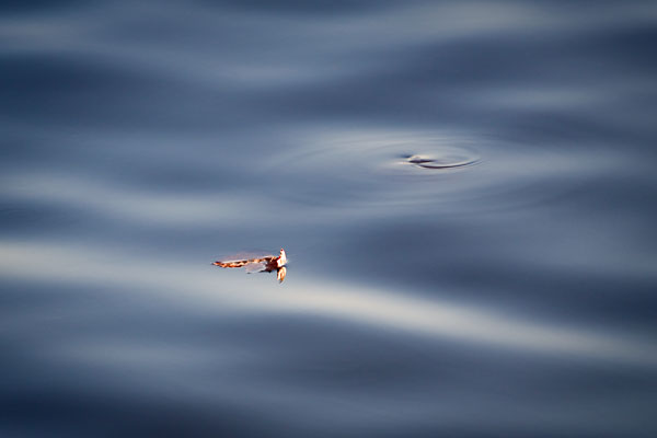 floating leaf