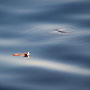 floating leaf