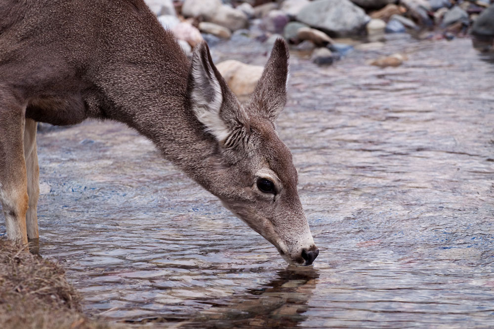 deer at Pass Creek