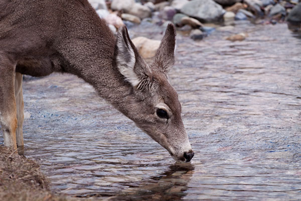 deer at Pass Creek
