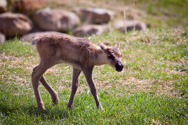 baby Caribou