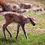 baby Caribou