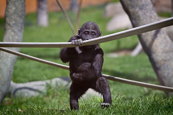 baby gorilla