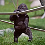 baby gorilla