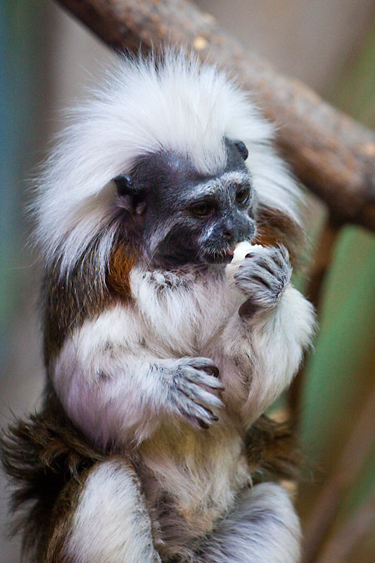 Cotton-top Tamarin
