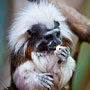 Cotton-top Tamarin