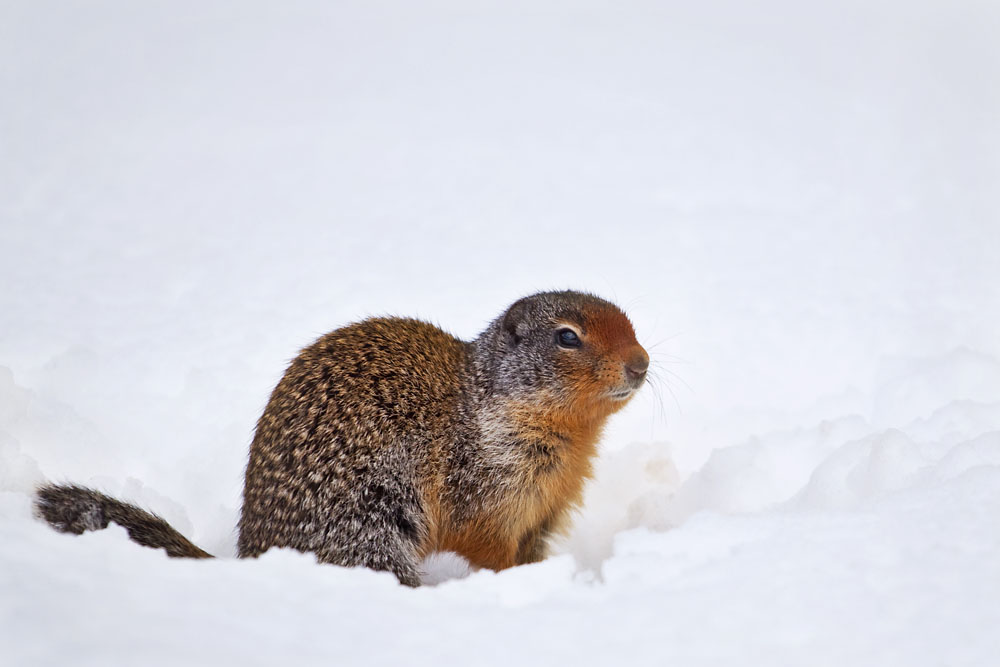gopher in the snow