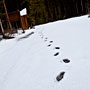 footprints in the snow