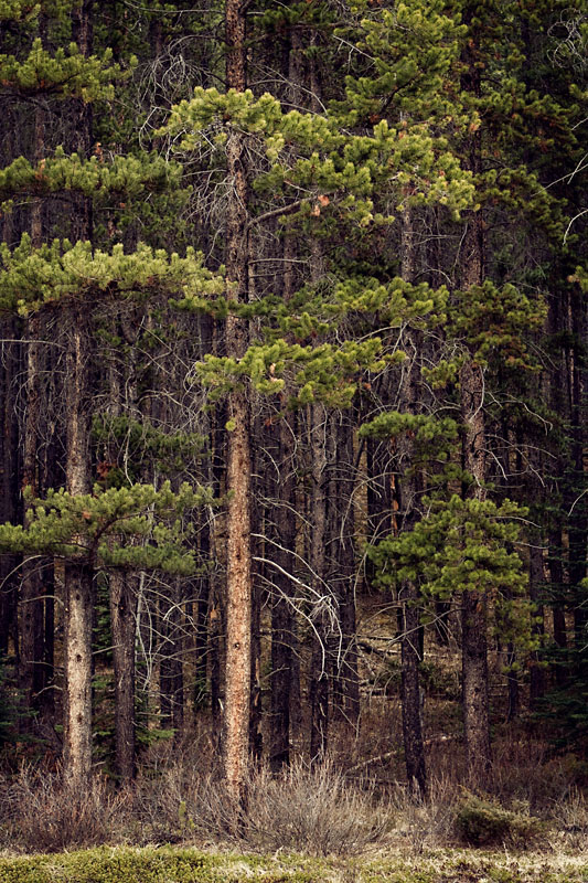 Rocky Mountain Douglas-fir