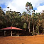 a roof amongst the trees
