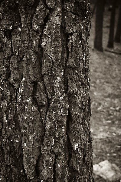 pine bark in black and white