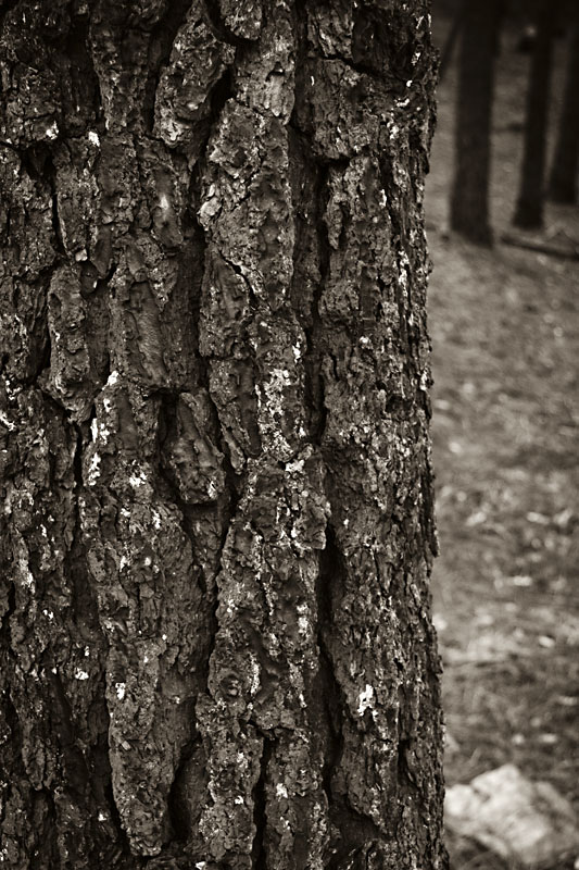 pine bark in black and white