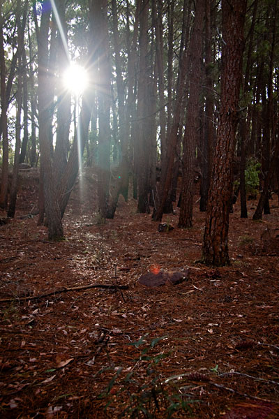 shining through the trees