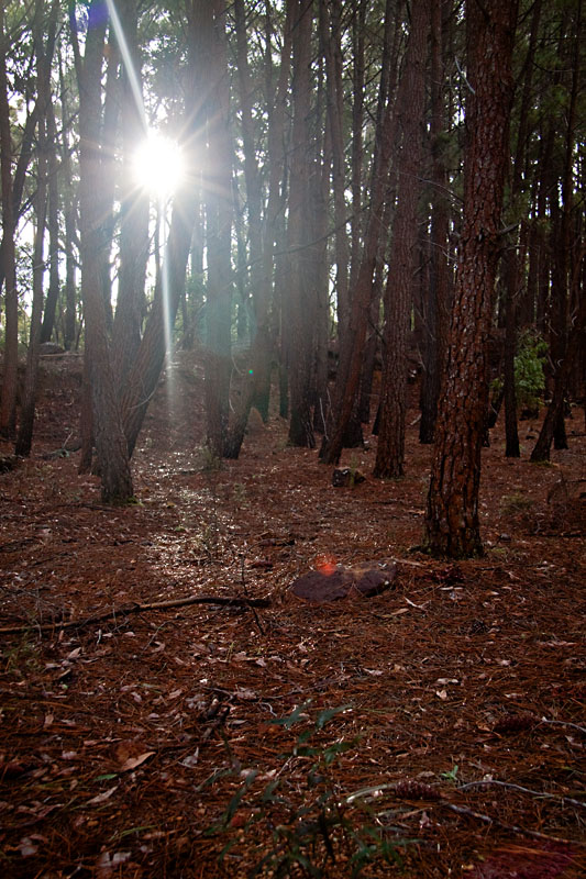 shining through the trees