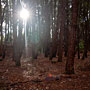 shining through the trees