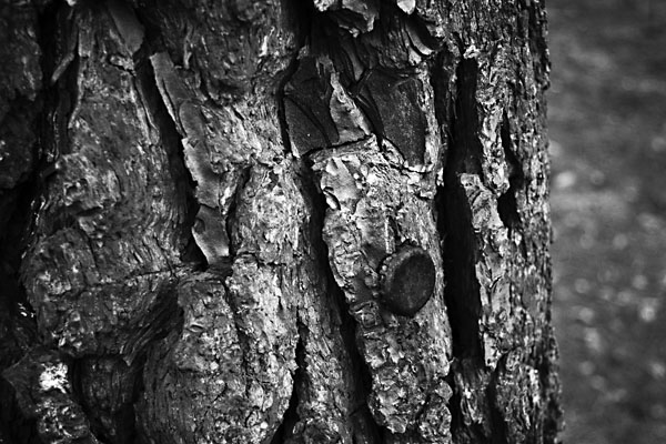 old bottletop in the bark (black & white)
