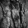 old bottletop in the bark (black & white)