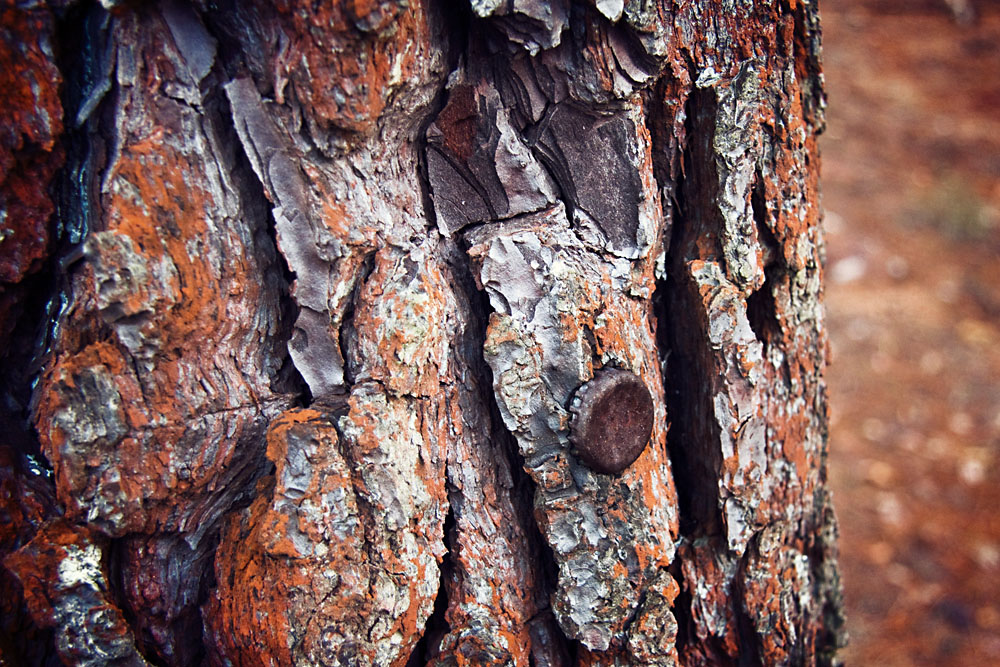 old bottletop in the bark