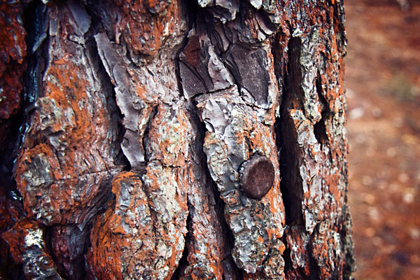 old bottletop in the bark