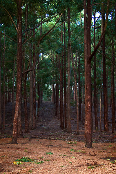 tree lines