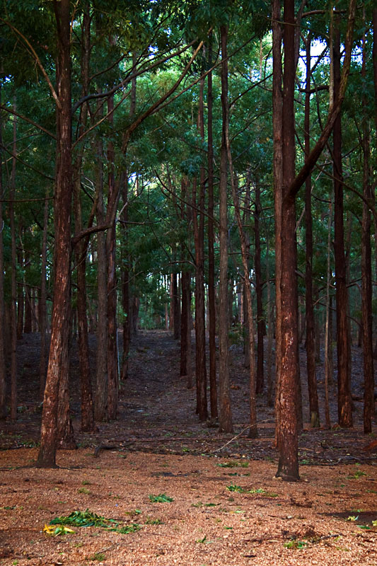 tree lines