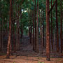 tree lines