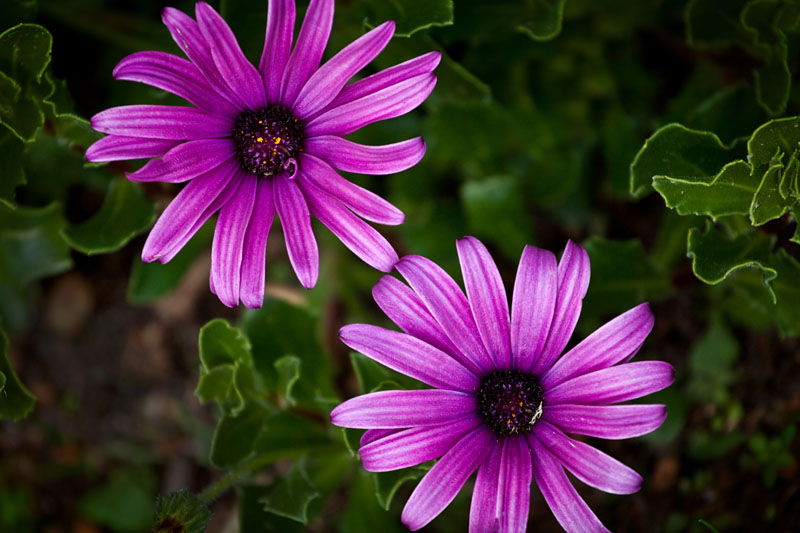 purple power