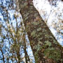 tree textures