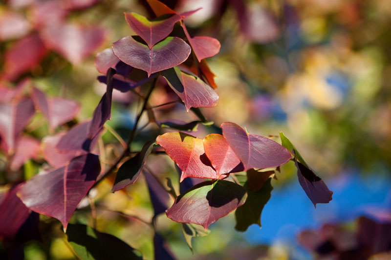 autumn leaves