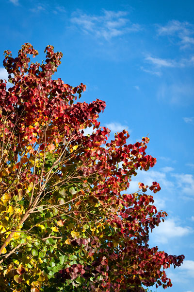 autumn leaves