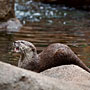 otter