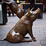 sitting pig, frozen in time