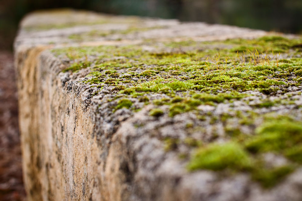limestone moss