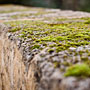 limestone moss
