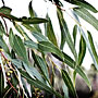 gum leaves