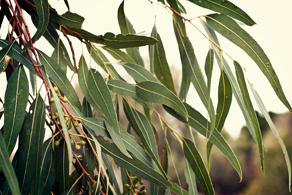 gum leaves