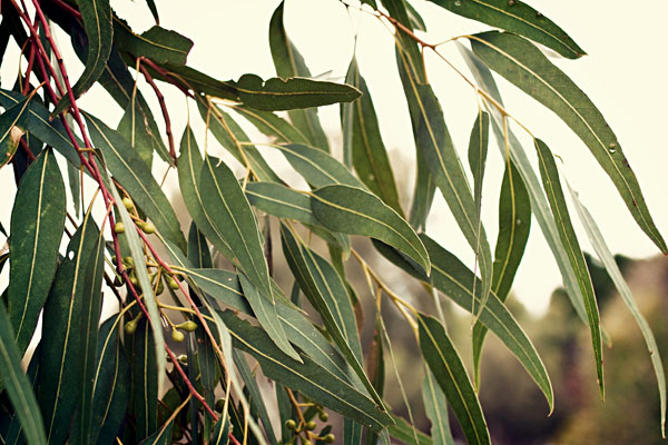 gum leaves
