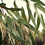 gum leaves (Burswood lunchtime walk)