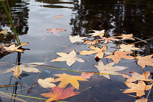 floating autumn leaves