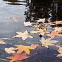 floating autumn leaves