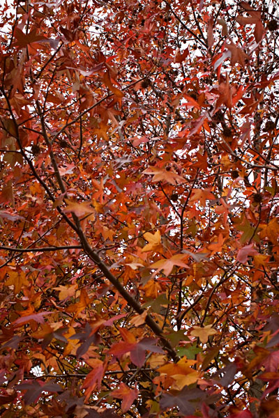 orange leaves
