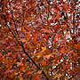 orange leaves